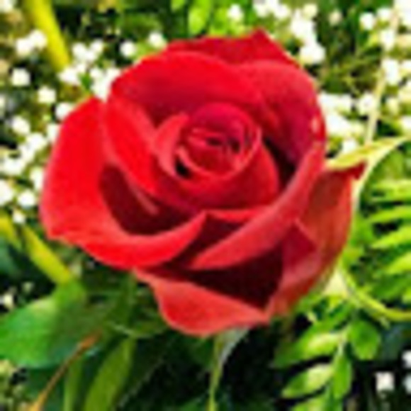 veronicagome579